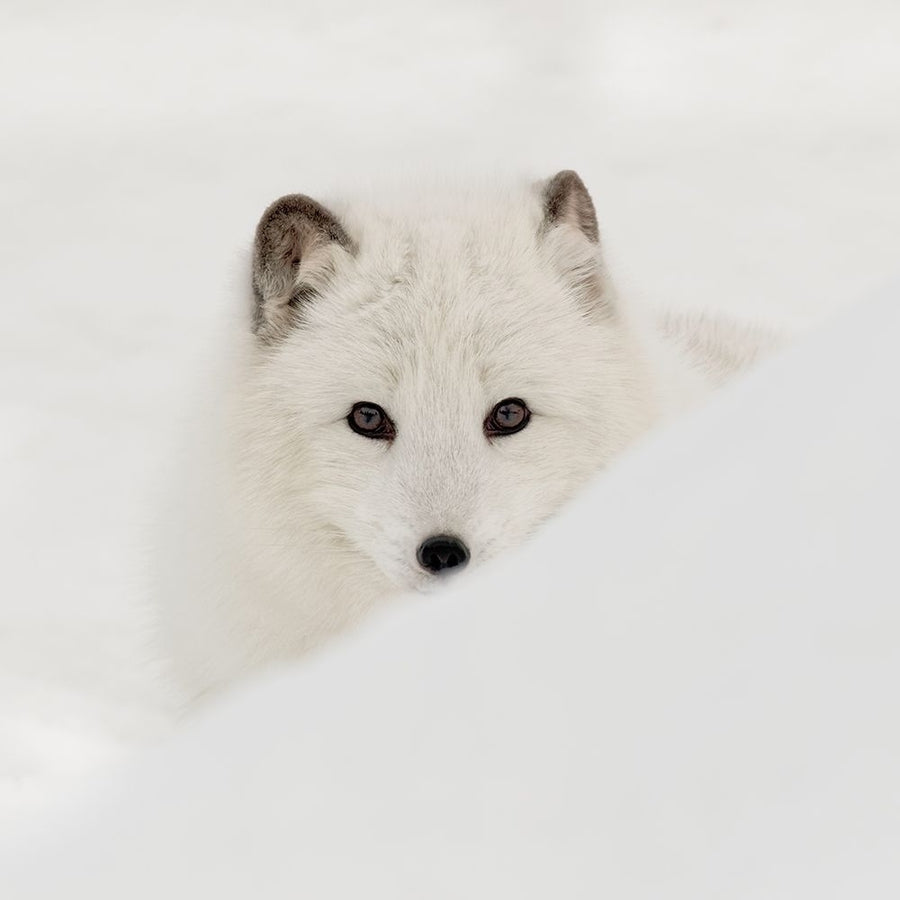 Arctic Fox Poster Print by Danita Delimont Image 1