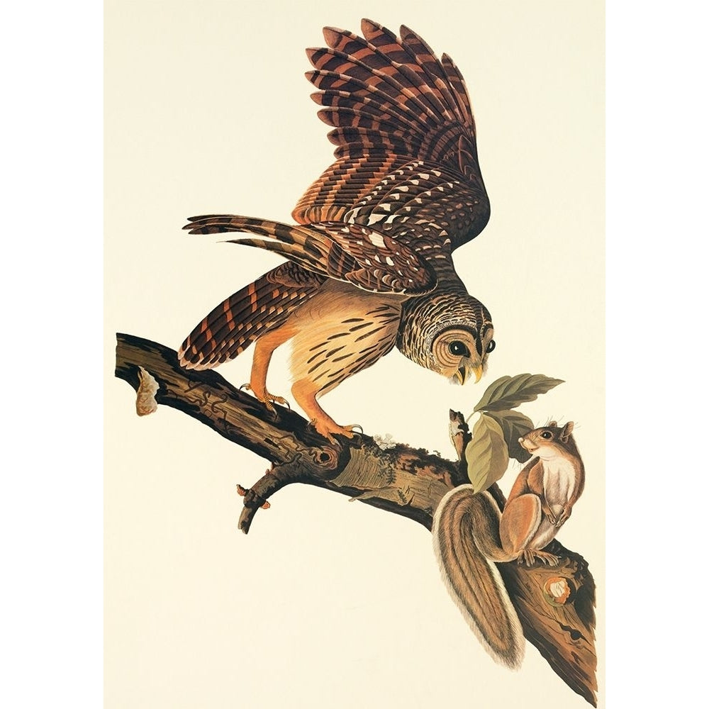 Barred Owl Poster Print by John James Audubon Image 1