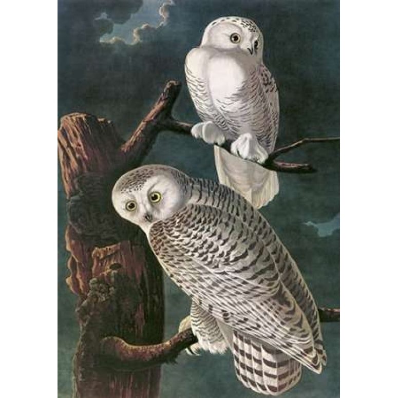 Snowy Owl Poster Print by John James Audubon Image 1