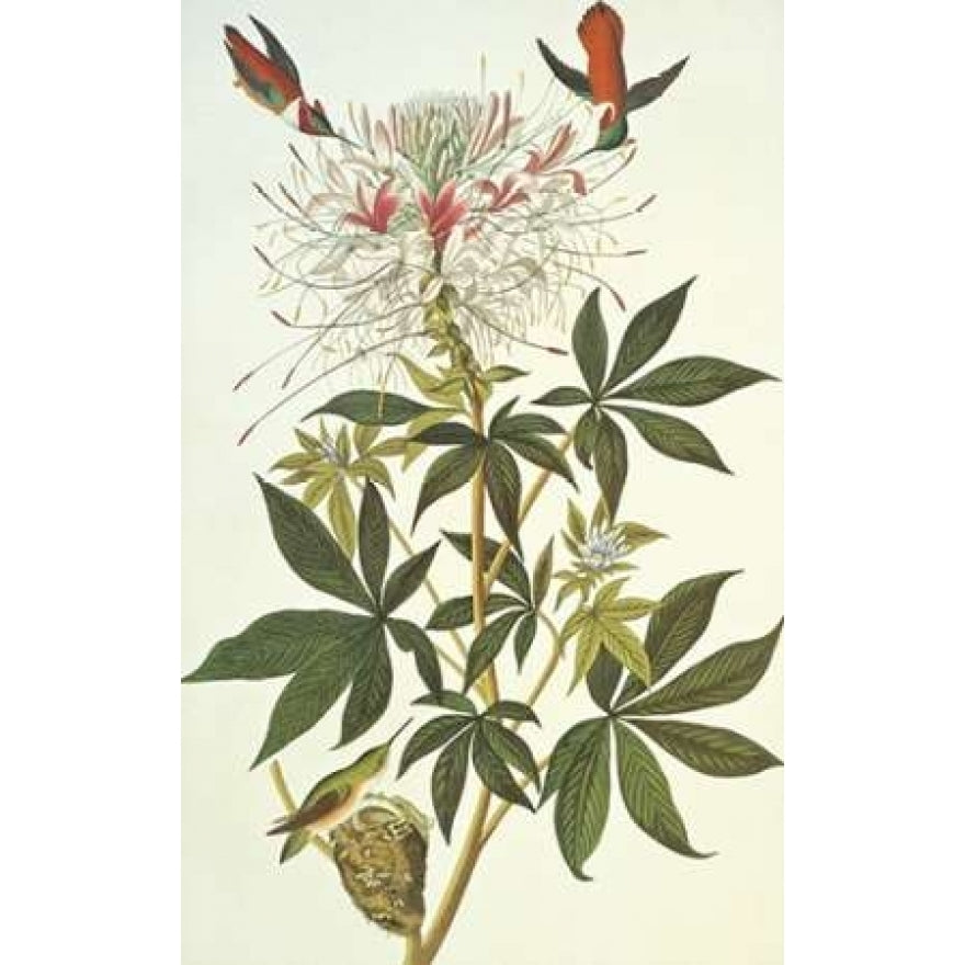 Ruff-Necked Hummingbird Poster Print by John James Audubon Image 2