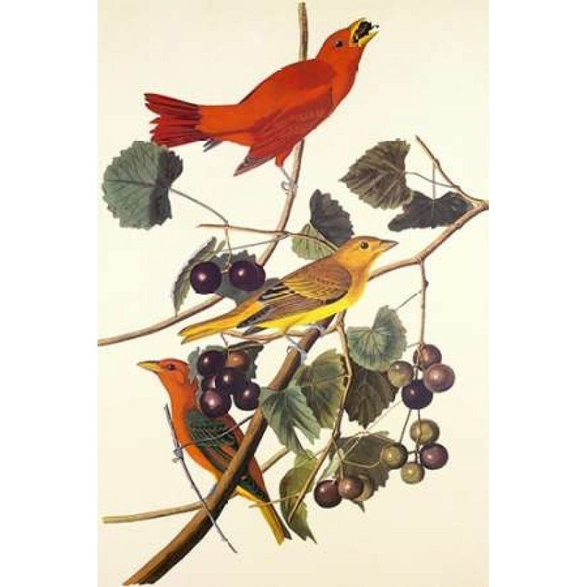 Summer Red Bird Poster Print by John James Audubon Image 1