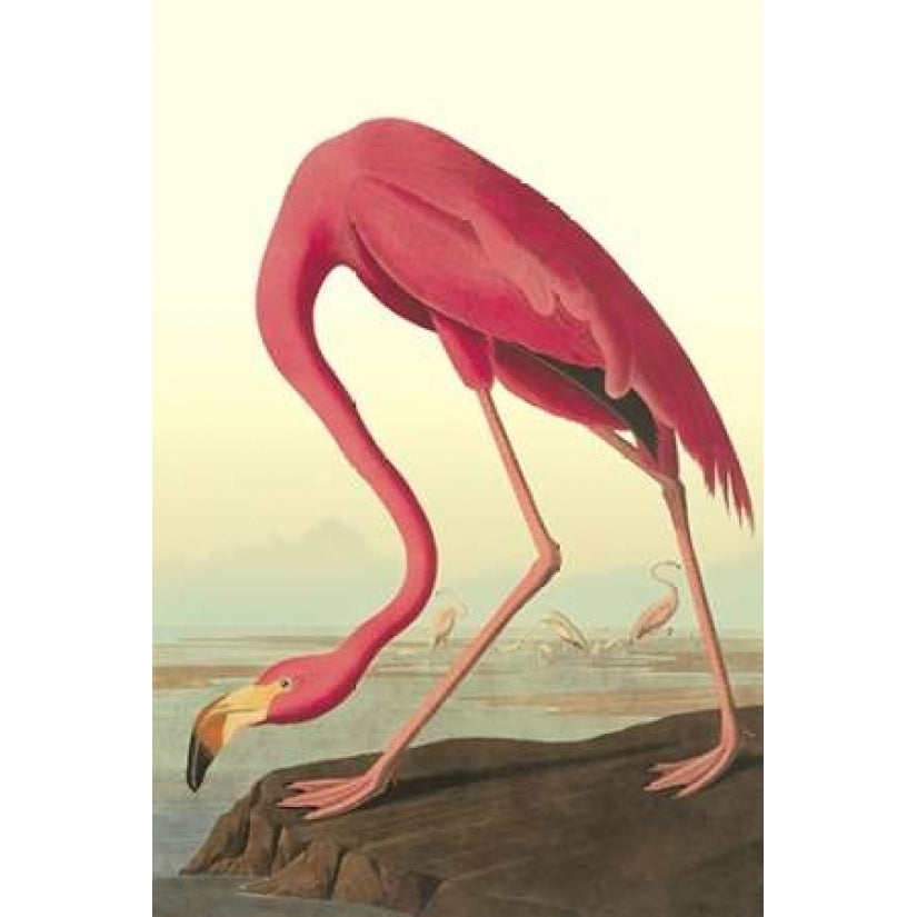 American Flamingo Poster Print by John James Audubon Image 2