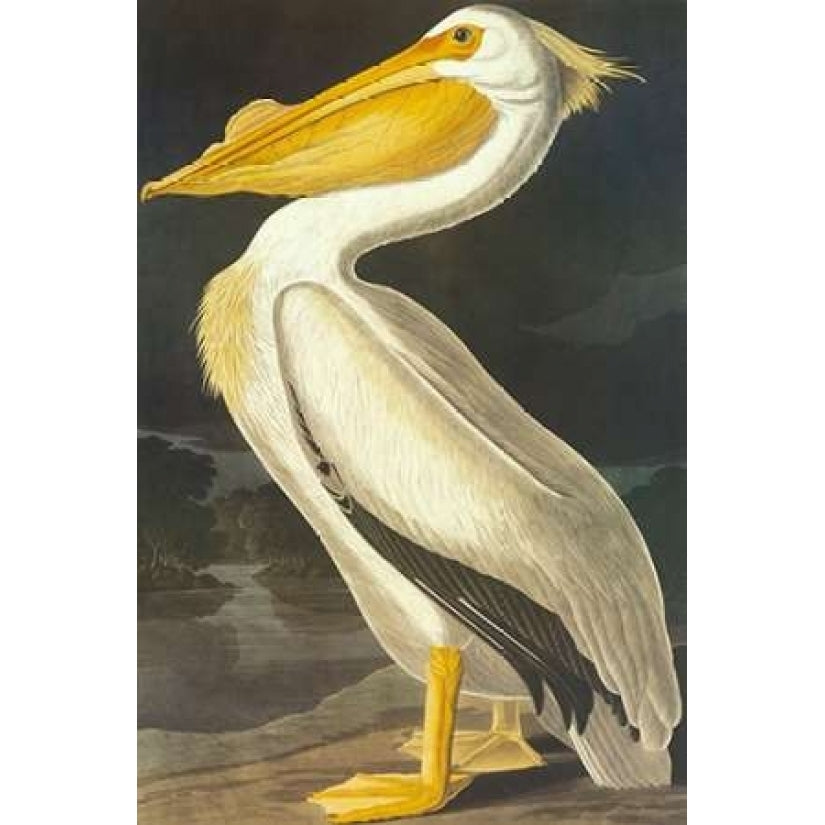 American White Pelican Poster Print by John James Audubon Image 1