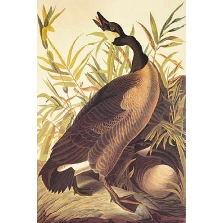 Canada Goose Poster Print by John James Audubon Image 1