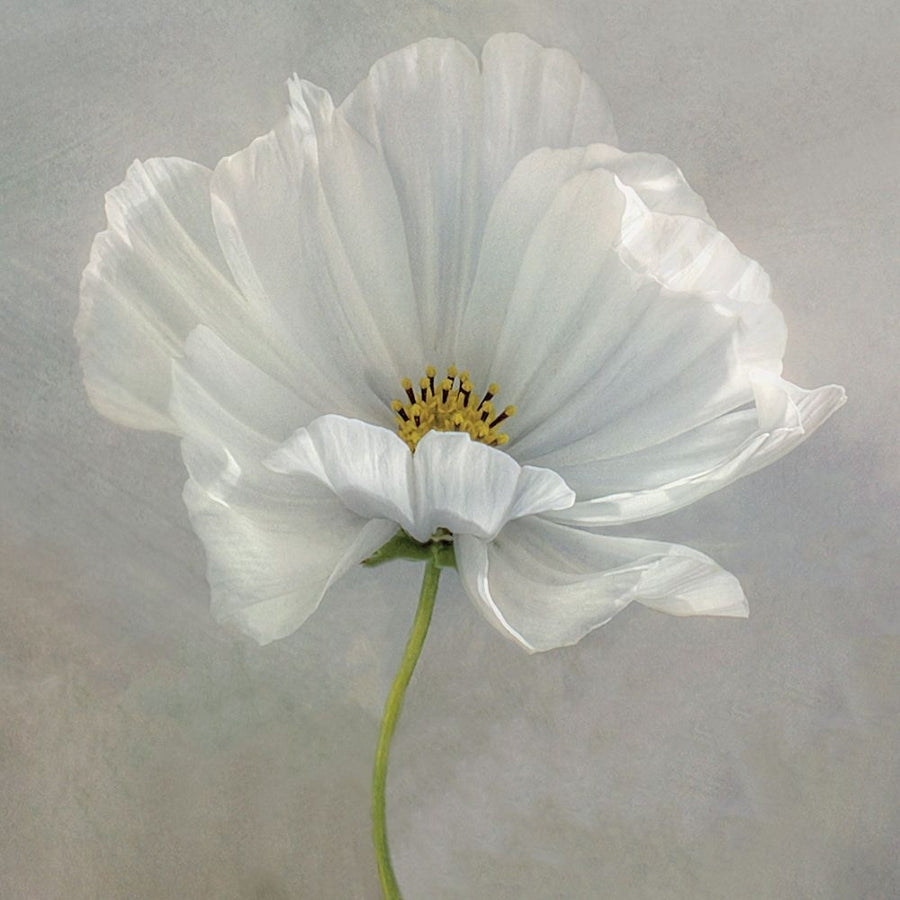 Daisy Detail Poster Print by Mandy Disher Image 1