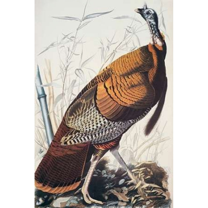 Wild Turkey Poster Print by John James Audubon Image 2