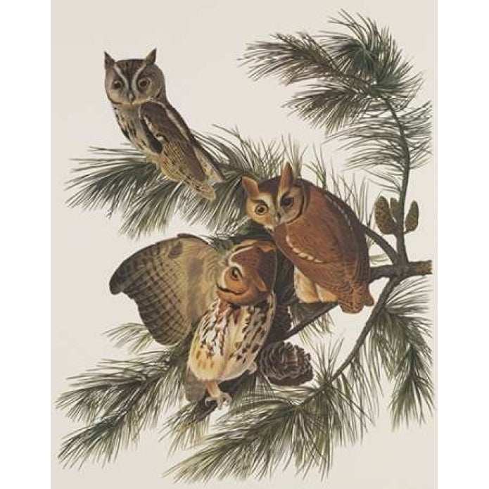 Little Screech Owl or Mottled Owl Poster Print by John James Audubon Image 2