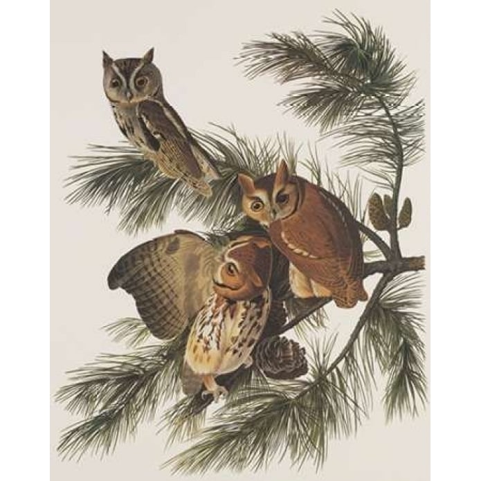 Little Screech Owl or Mottled Owl Poster Print by John James Audubon Image 1