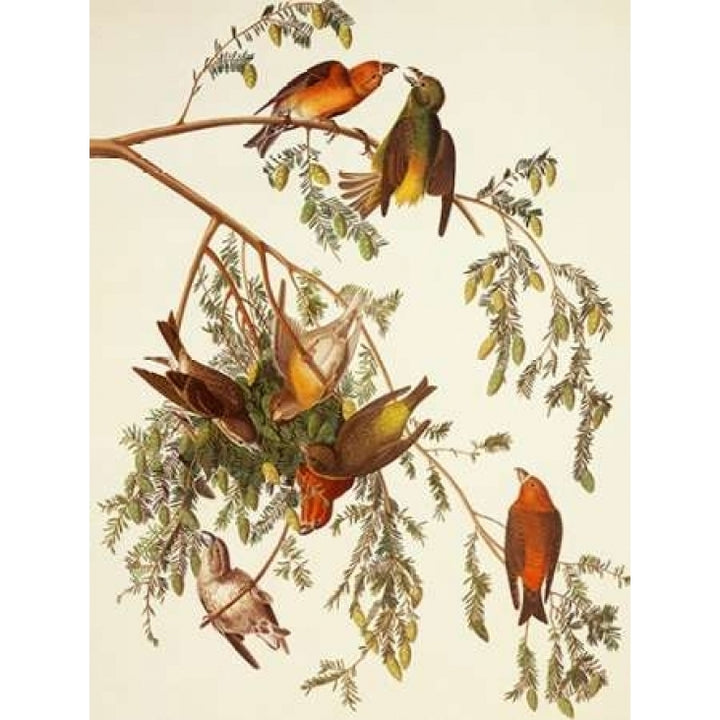 American Crossbill Poster Print by John James Audubon Image 1