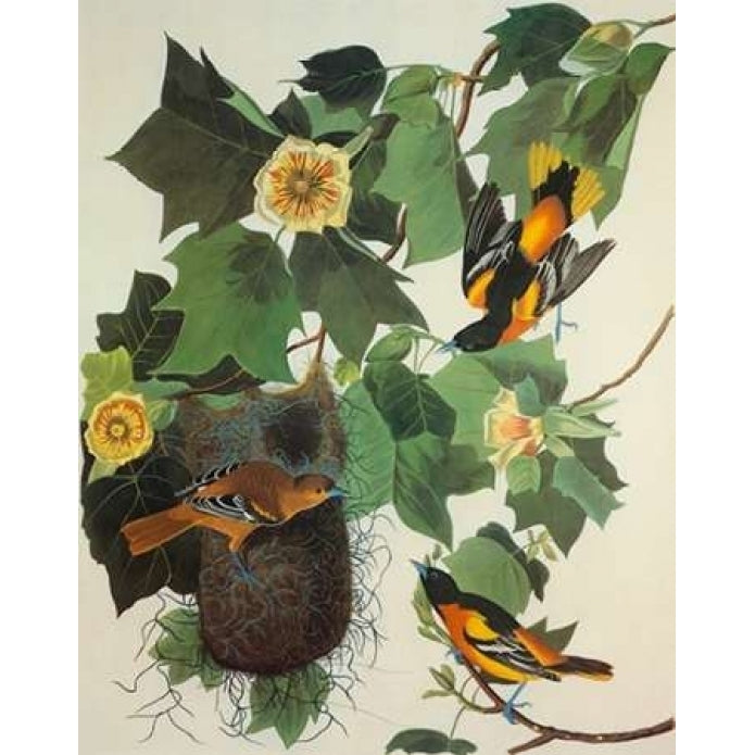 Baltimore Oriole Poster Print by John James Audubon Image 1