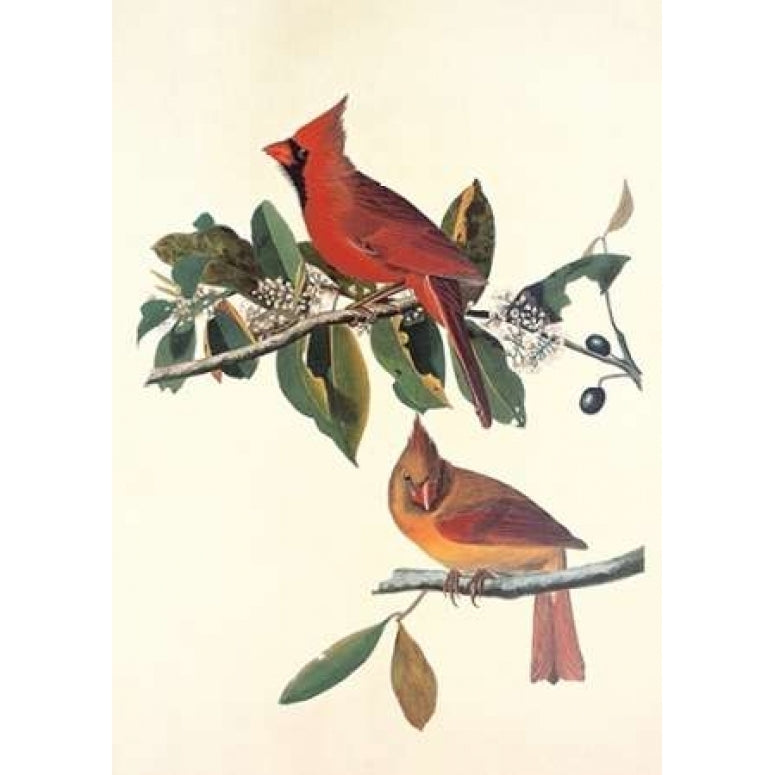 Cardinal Grosbeak Poster Print by John James Audubon Image 1