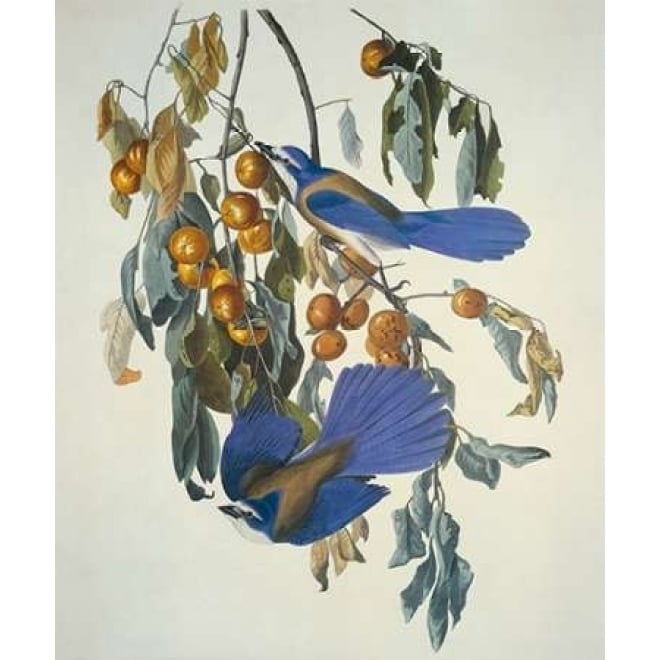 Florida Jay Poster Print by John James Audubon Image 2