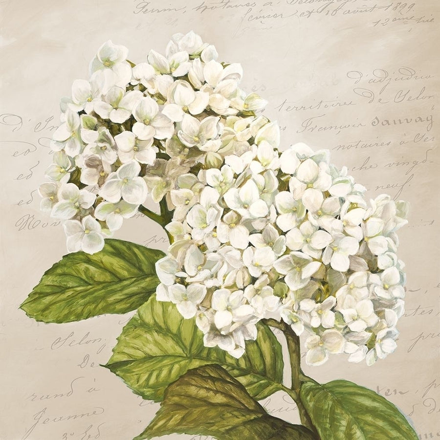 Hydrangeas III Poster Print by Dellal Remy Image 1