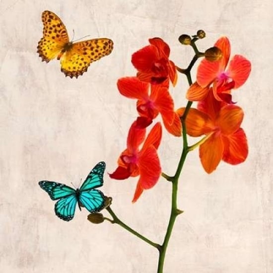 Orchids and Butterflies II Poster Print by Teo Rizzardi Image 1