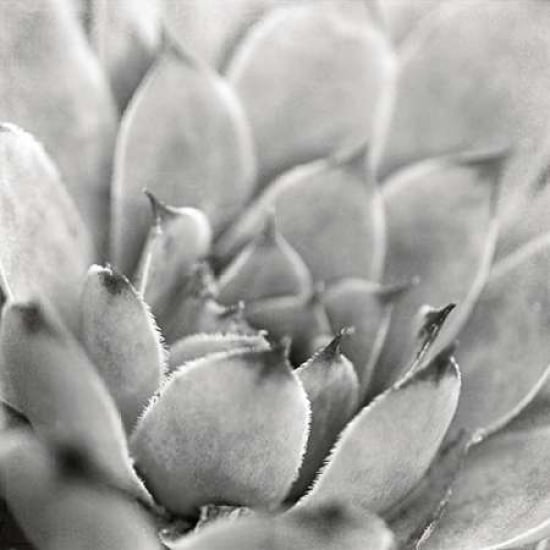 Garden Succulent I Poster Print by Laura Marshall Image 2