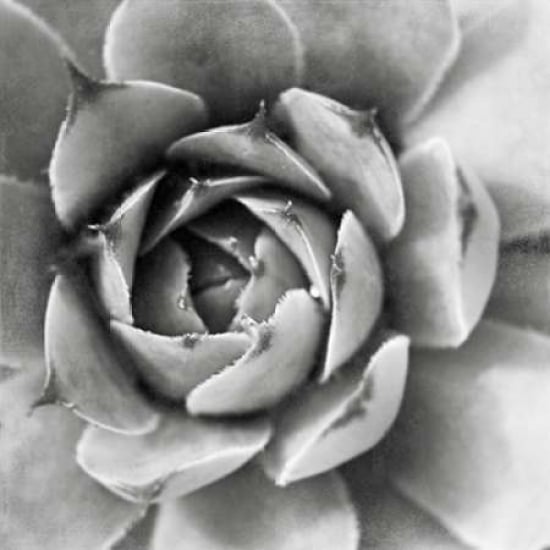 Garden Succulent II Poster Print by Laura Marshall Image 1