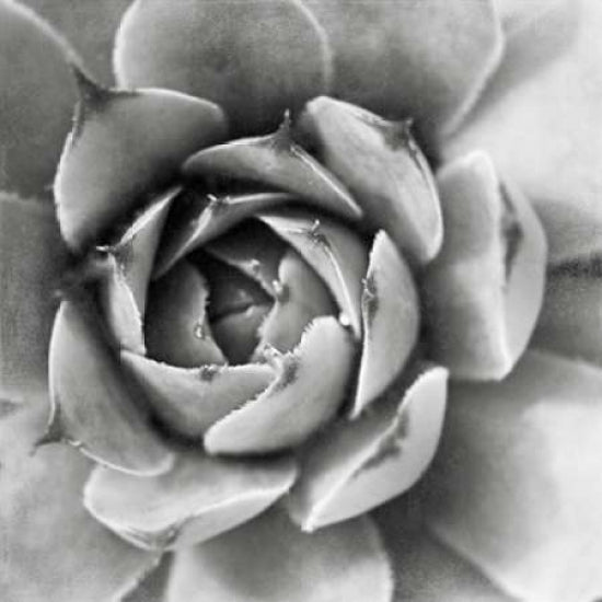 Garden Succulent II Poster Print by Laura Marshall Image 2