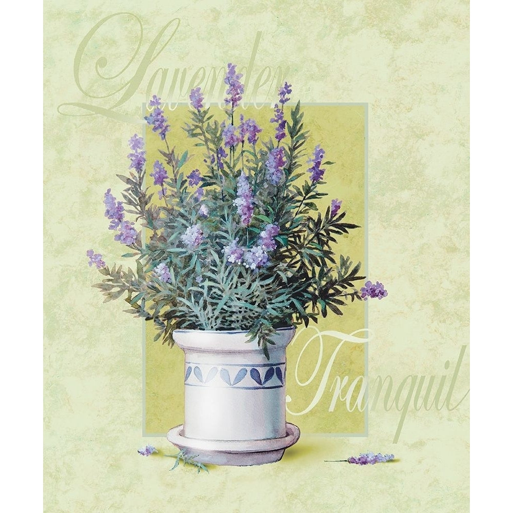 Lavendar Poster Print by Unknown Unknown 21892 Image 1