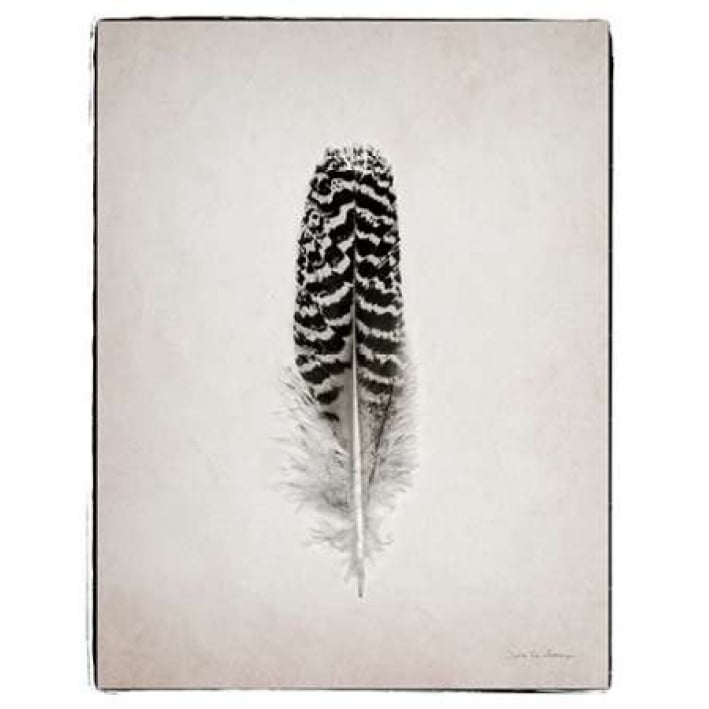 Feather I BW Poster Print by Debra Van Swearingen Image 2