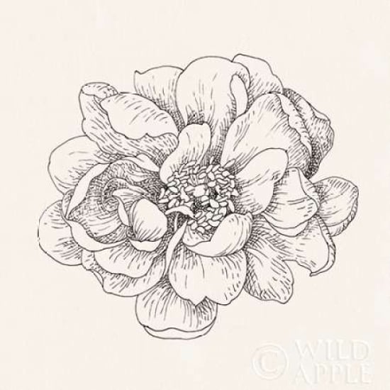 Pen and Ink Florals IV Poster Print by Danhui Nai Image 2