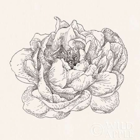 Pen and Ink Florals V Poster Print by Danhui Nai Image 1