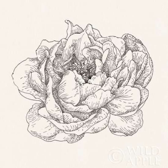 Pen and Ink Florals V Poster Print by Danhui Nai Image 2