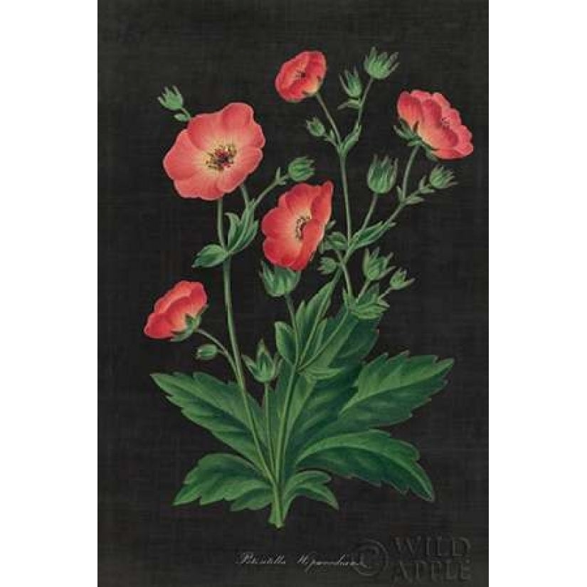 Botanical on Black Chart XII Poster Print by Wild Apple Portfolio Image 2