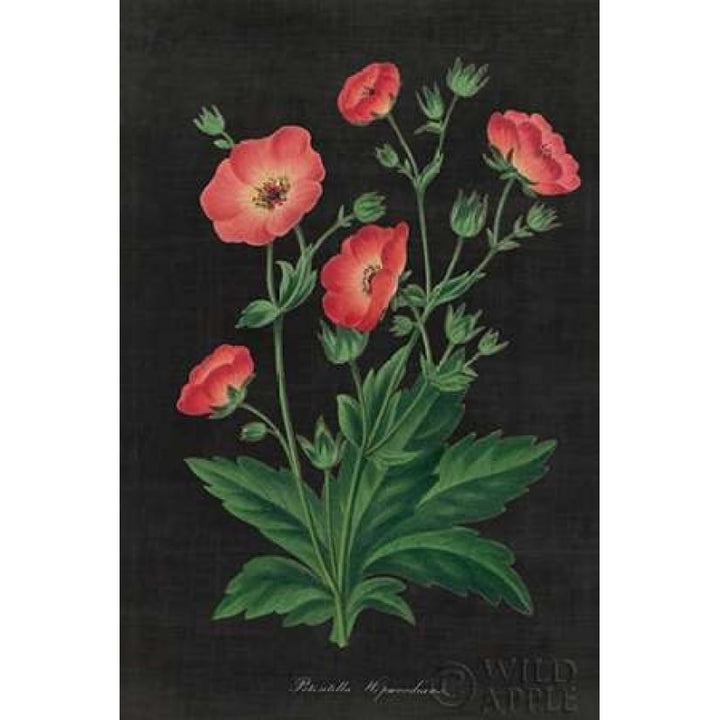 Botanical on Black Chart XII Poster Print by Wild Apple Portfolio Image 1