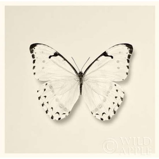 Butterfly II BW Crop Poster Print by Debra Van Swearingen Image 2