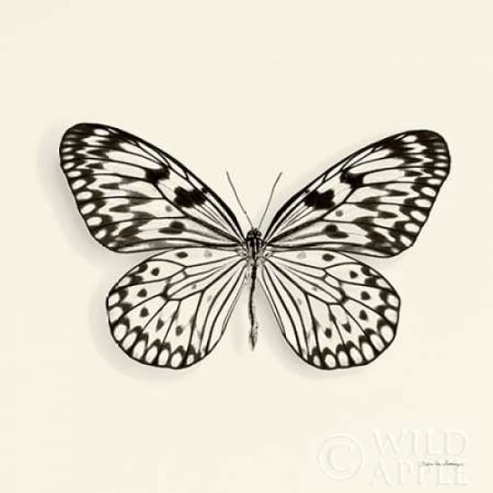 Butterfly V BW Crop Poster Print by Debra Van Swearingen Image 2