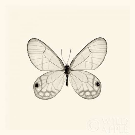 Butterfly I BW Crop Poster Print by Debra Van Swearingen Image 2