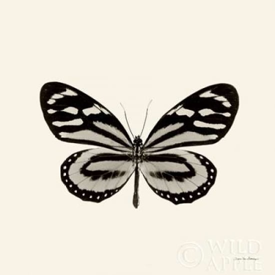 Butterfly VIII BW Crop Poster Print by Debra Van Swearingen Image 1