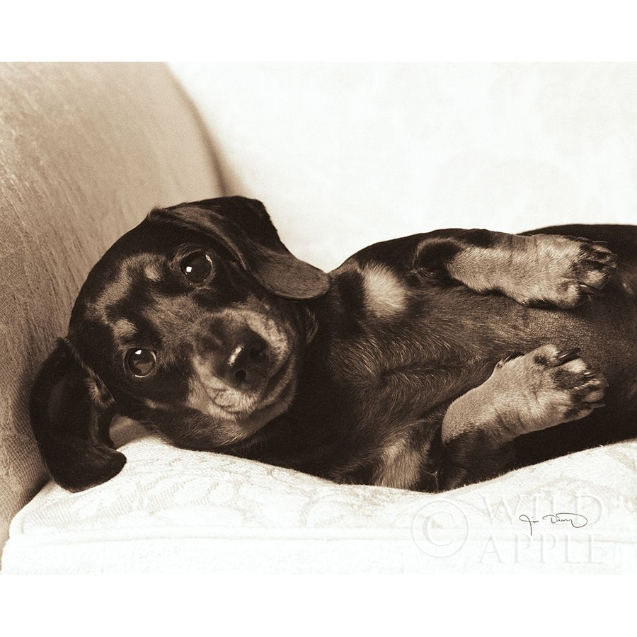 Dachshund Diva Poster Print by Jim Dratfield Image 1