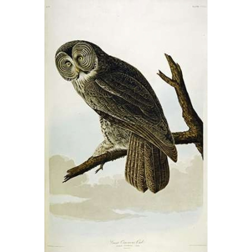 Great Cinereous Owl Poster Print by John James Audubon Image 2