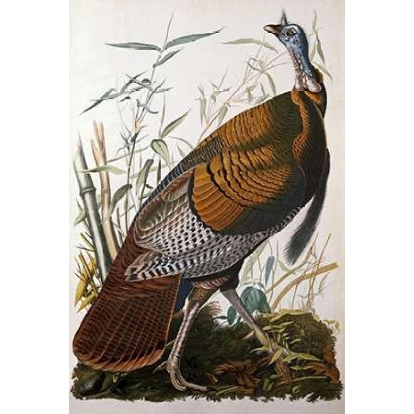 Wild Turkey Male Poster Print by John James Audubon Image 1