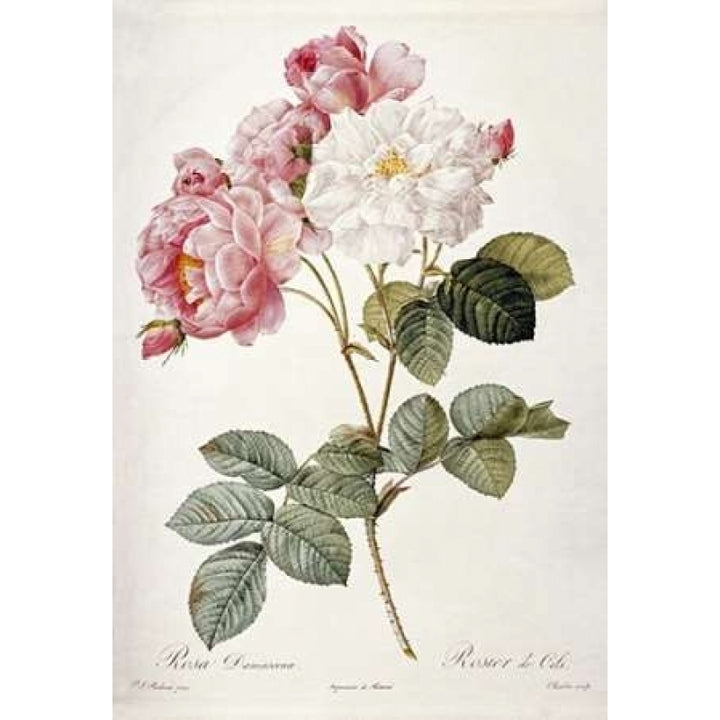 Damask Rose Poster Print by Pierre Joseph Redoute Image 1