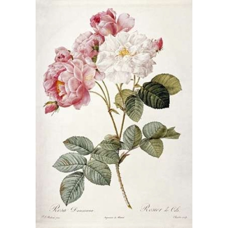 Damask Rose Poster Print by Pierre Joseph Redoute Image 1