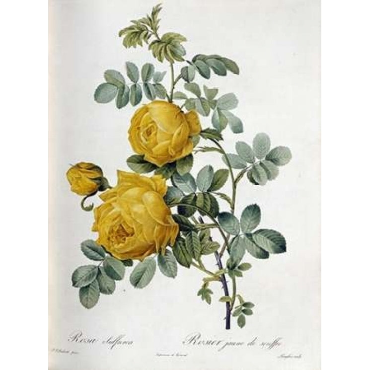 Rosa Sulfurea Poster Print by Pierre Joseph Redoute Image 1