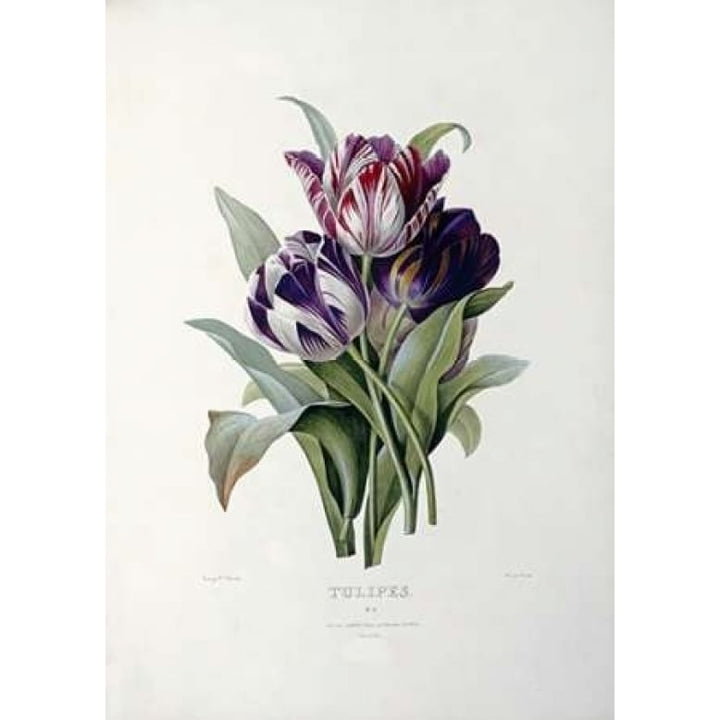 Tulips Poster Print by Pierre Joseph Redoute Image 1