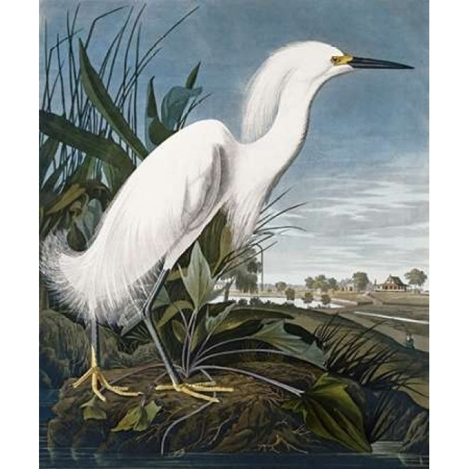 Snowy Heron Poster Print by John James Audubon Image 2