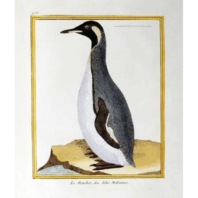 A Penguin Falkland Islands Poster Print by Georges-Louis Leclerc Buffon Image 2