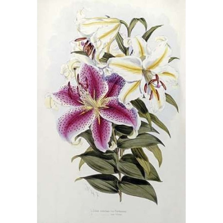 A Monograph of The Genus Lilium Poster Print by Henry John Elwes Image 2