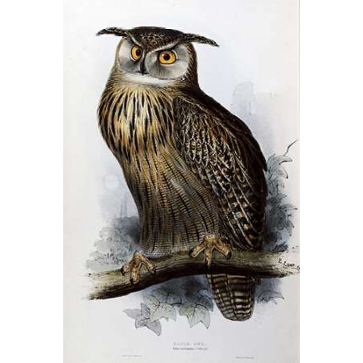 Eagle Owl Poster Print by John Glover Image 1