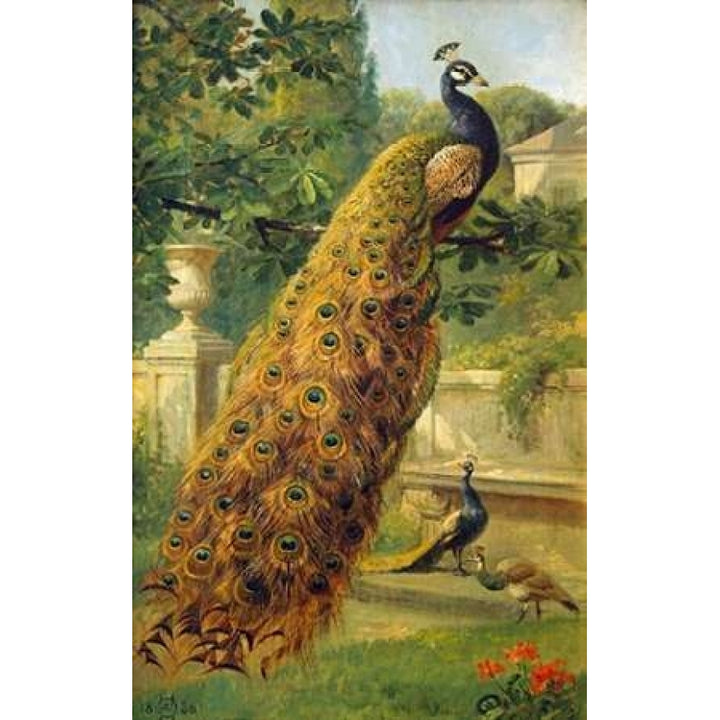 Peacocks In The Park Poster Print by Olaf August Hermansen Image 1