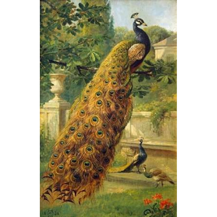 Peacocks In The Park Poster Print by Olaf August Hermansen Image 1