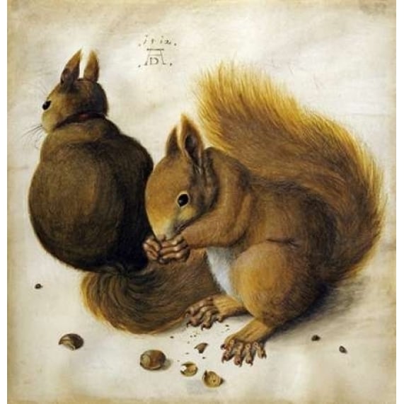 Two Squirrels One Eating a Hazelnut Poster Print by Albrecht Durer Image 2