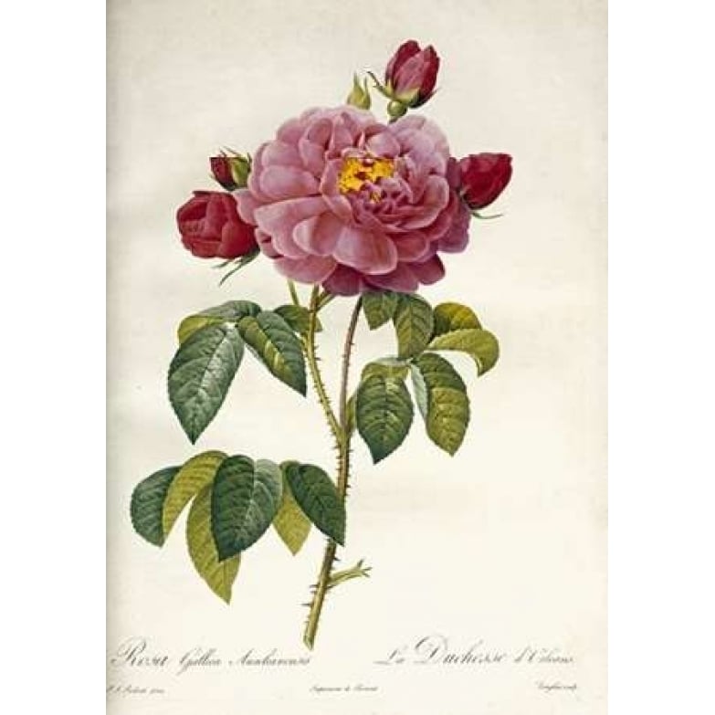 Les Duchess DOrleans Rose Poster Print by Pierre Joseph Redoute Image 1