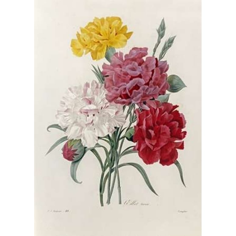 Carnations Poster Print by Pierre Joseph Redoute Image 1