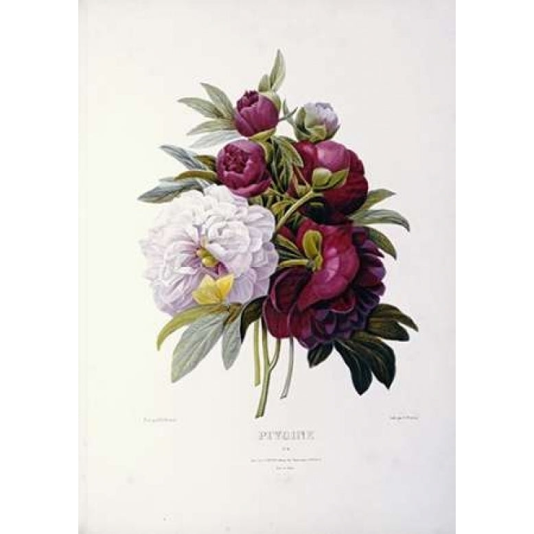 Peonies Poster Print by Pierre Joseph Redoute Image 1