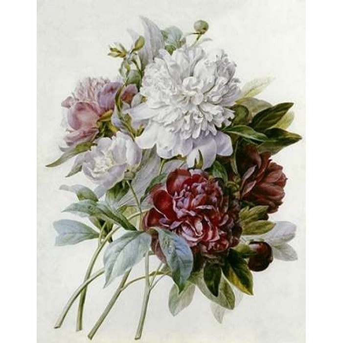 A Bouquet of Red Pink and White Peonies Poster Print by Pierre Joseph Redoute Image 1